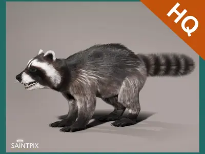 Raccoon 3d model Hair Farm Fur 3D model