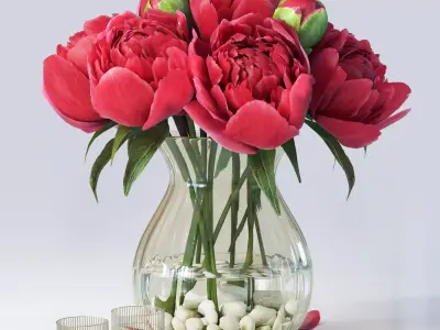 Flowers Peony 3D model