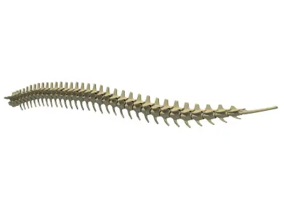 Animal Tail Bones 3D model