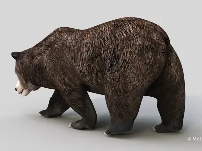 Brown Bear PRO 3D model