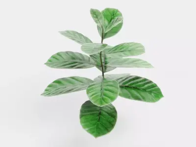 -Arabica Coffee Plant- 3D model