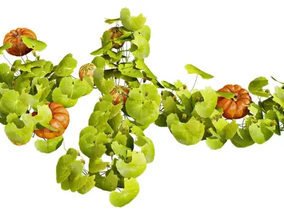 Pumpkin Vine 3D Model Low-poly 3D model