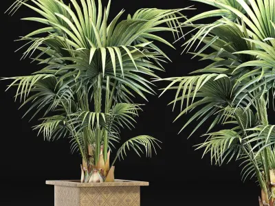 Plants Collection 165 Arabian Sabal Minor 3D model