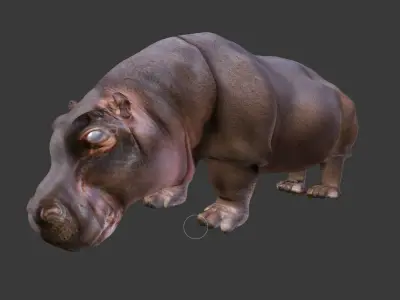hippopotamus 3d hippo 3D model