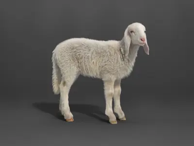 Young Assaf Sheep With 5 Animations VFX Grace 3D model