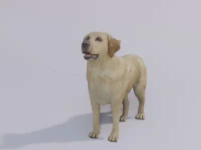 Golden Retriever animated 3D 3D model