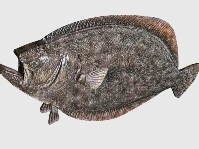 Flounder Fish  Low-poly 3D model