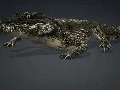 CROCODILE RIGGED ANIMATED 7 3D model
