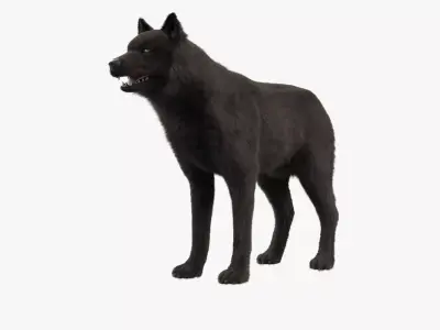 Wolf Black Low-poly 3D model