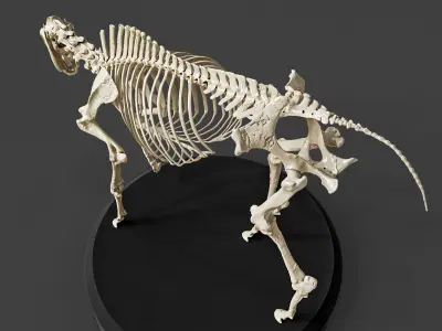 Realistic Horse Skeleton 3D model
