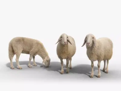 Assaf Sheep Pack Animated  VFX Grace 3D model