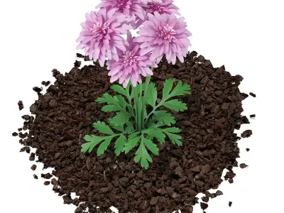 Ornamental Grass 3 3D model