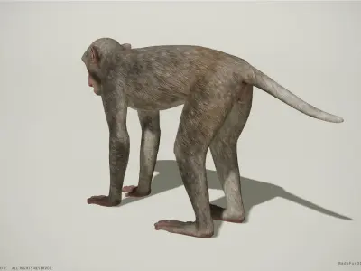Rhesus Macaque 3D Monkey - PBR  Low-poly 3D model