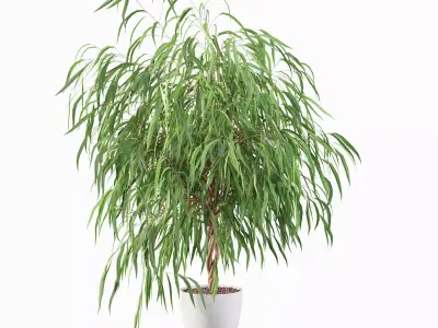 Ficus Ali 03 3D model