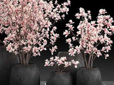 Decorative magnolia trees in a black flowerpots 807 3D model