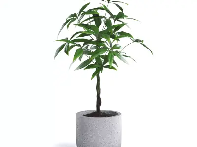 Money Tree Plant 3D model