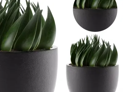 House Plant 24 3D model
