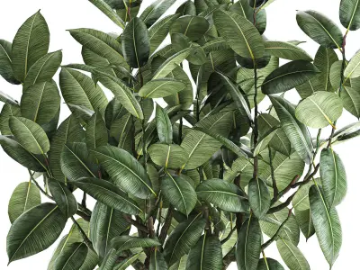 Ficus tree in a pot for the interior 849 3D model