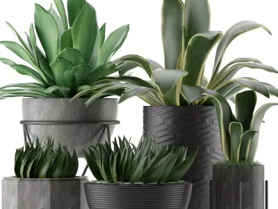 Plants Collection 15 3D model