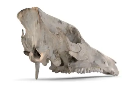 Boar Skull 3D model