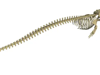Finback Herring Whale Skeleton 3D model