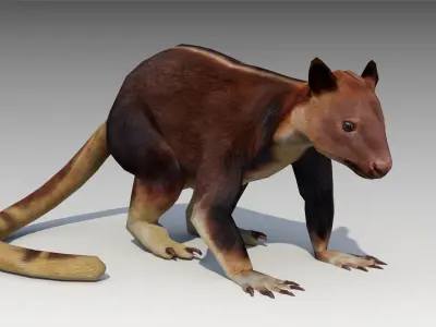 Tree-kangaroo australian kangaroo 3D model