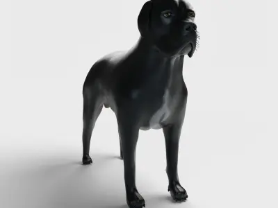 Cane Corso Dog 3D model