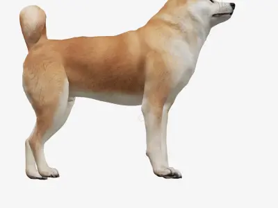 dog akita Low-poly 3D model