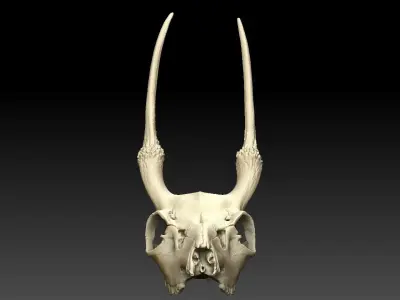 Mountain Goat Skull 3D model