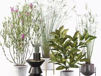 Plants collection 046 3D model