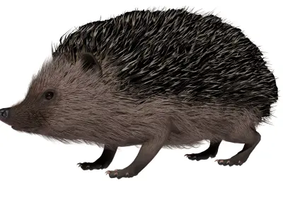 Hedgehog Low-poly 3D model