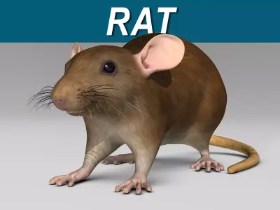 Rat - Brown 3D model