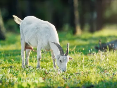Goat 01 Animated VFX Grace 3D model