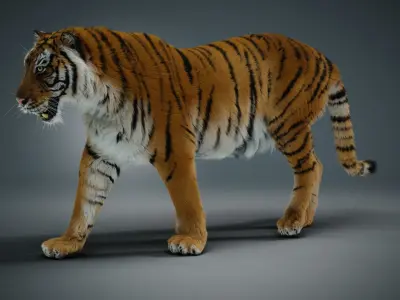 Siberian tiger 3D model