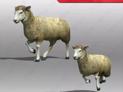 Sheep Animated Low-poly 3D model