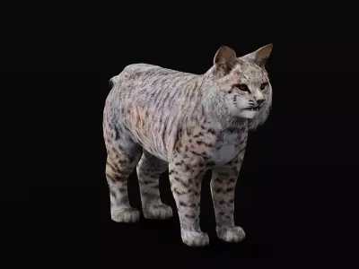 Bobcat Red Lynx Low-poly 3D model