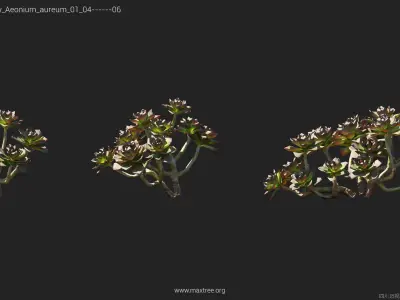Maxtree Plant Models Vol 14 Low Poly - Mesh 3D model