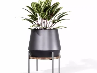 Indoor plant collection 64 3D model