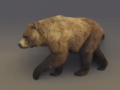 Brown Bear 3D model