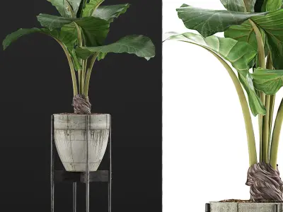 Plants Collection 77 3D model