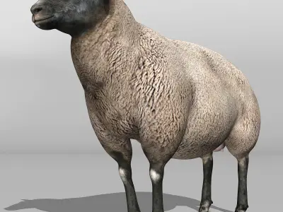 Sheep - Black 3D model