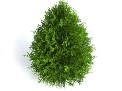 Thuja Shrub III 3D model