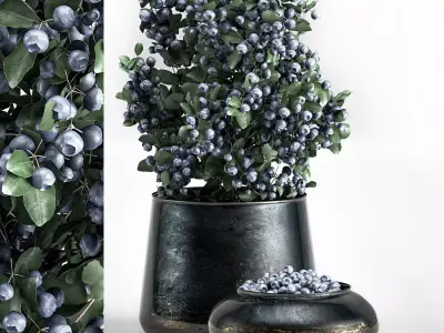 blueberry tree in Pots and bowl with berries 3D model