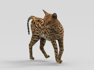 3D Cat Rigged model  Low-poly 3D model
