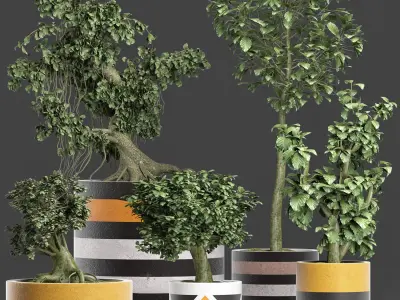 Plants Collection 194 Sageretia Theezans Mini Bonsai 3D model purchase