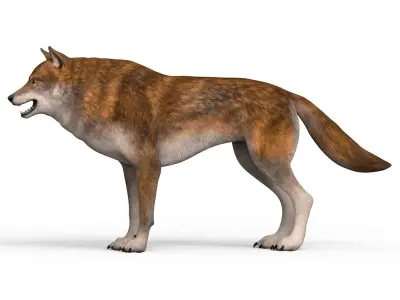 Red Wolf Low-poly 3D model