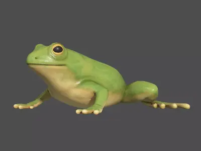 Tree frog Low-poly 3D model
