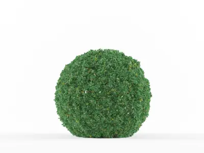 Buxus bush  Free 3D model