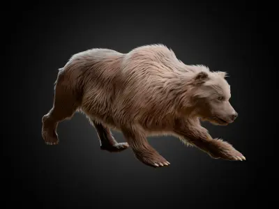 Brown Bear Animated and Rigged 3D model