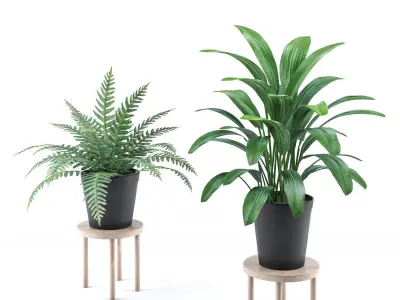 Plant collection 3 two potted plants 3D model